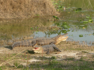 Wild Alligators!